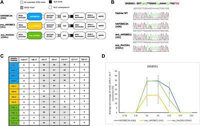 Cytosine base editors optimized for genome editing in potato protoplasts